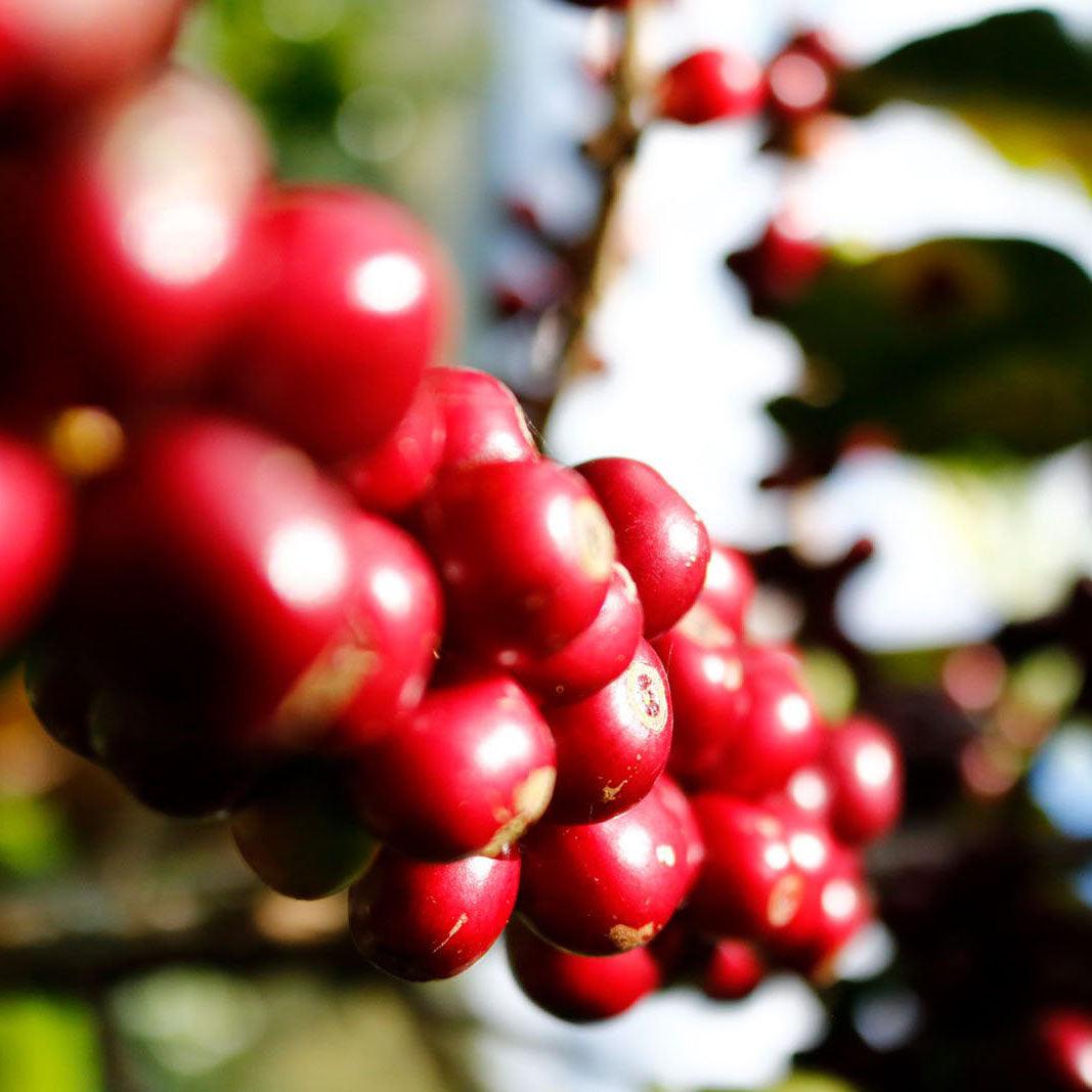 It Is All About Flavour - THE BARN Coffee Roasters Berlin