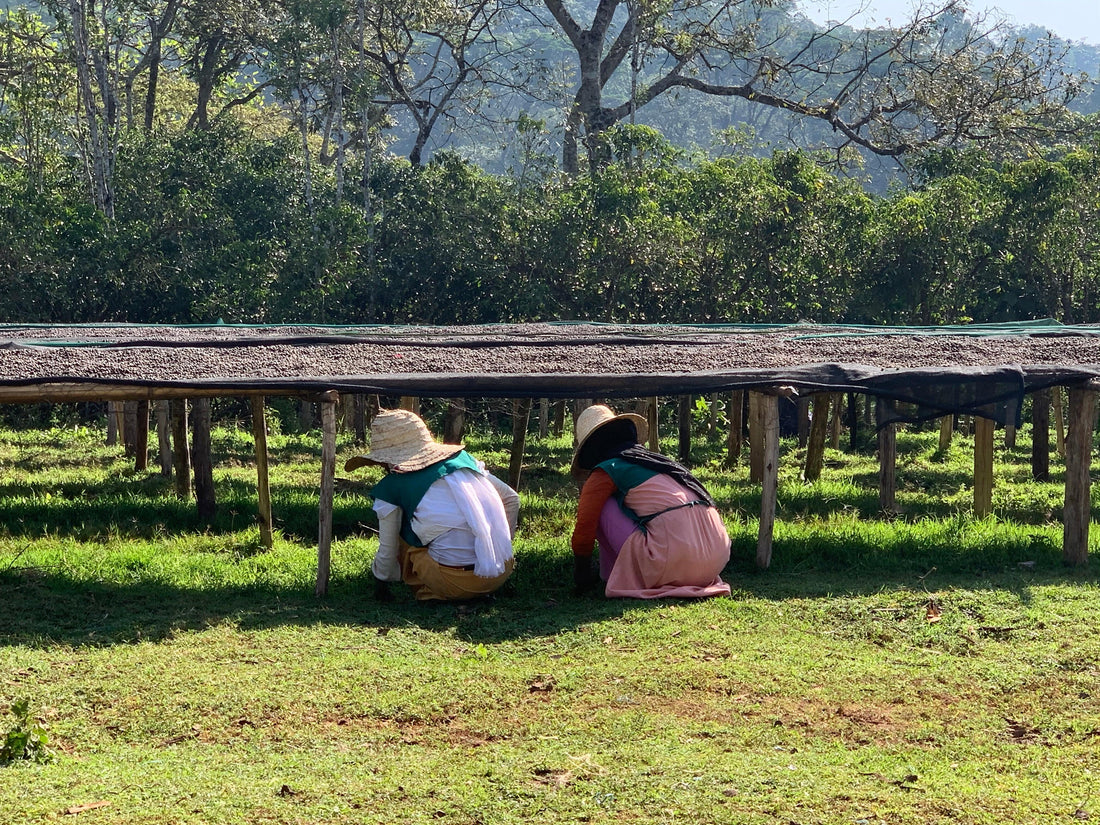 Ethiopian Update - THE BARN Coffee Roasters Berlin