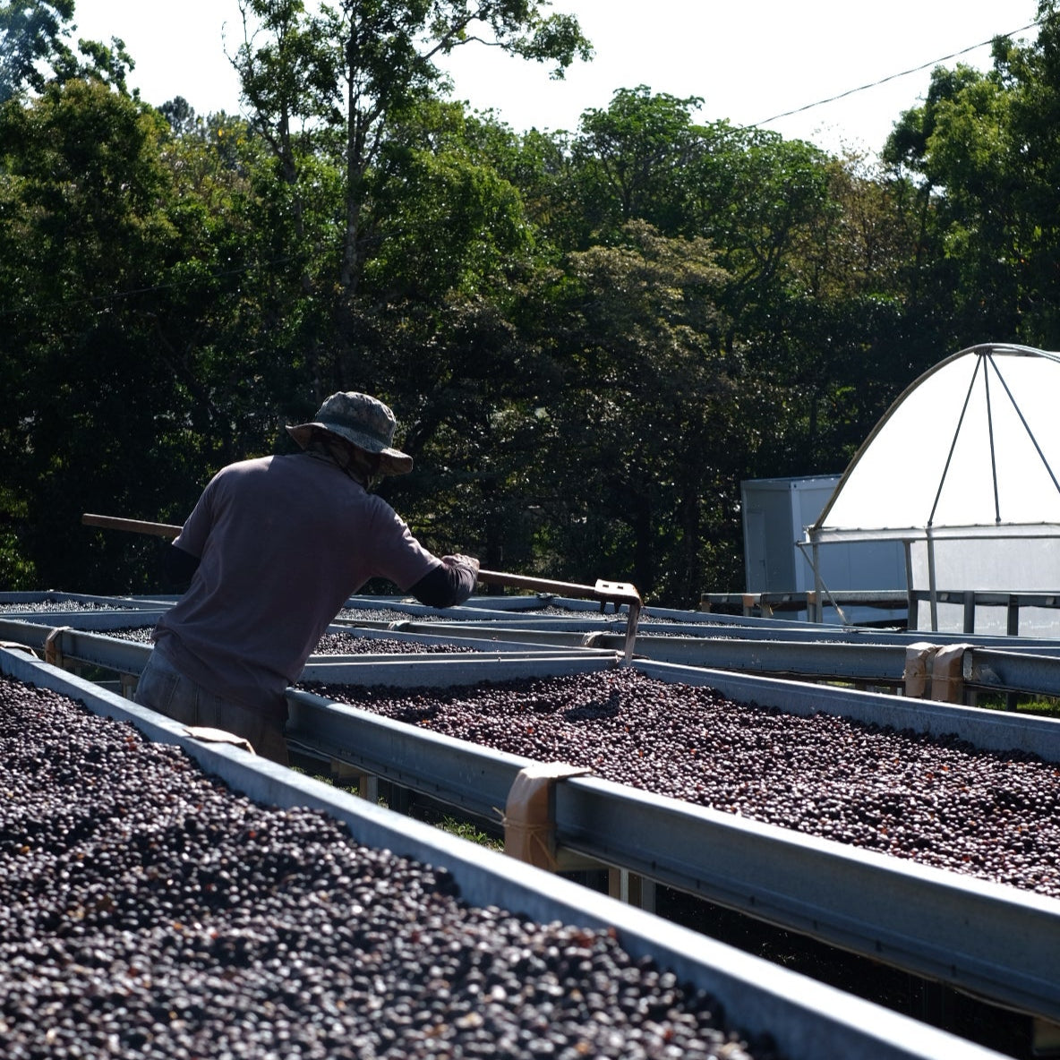 HACIENDA LA ESMERALDA GESHA