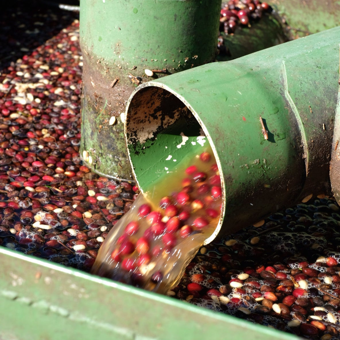 HACIENDA LA ESMERALDA GESHA