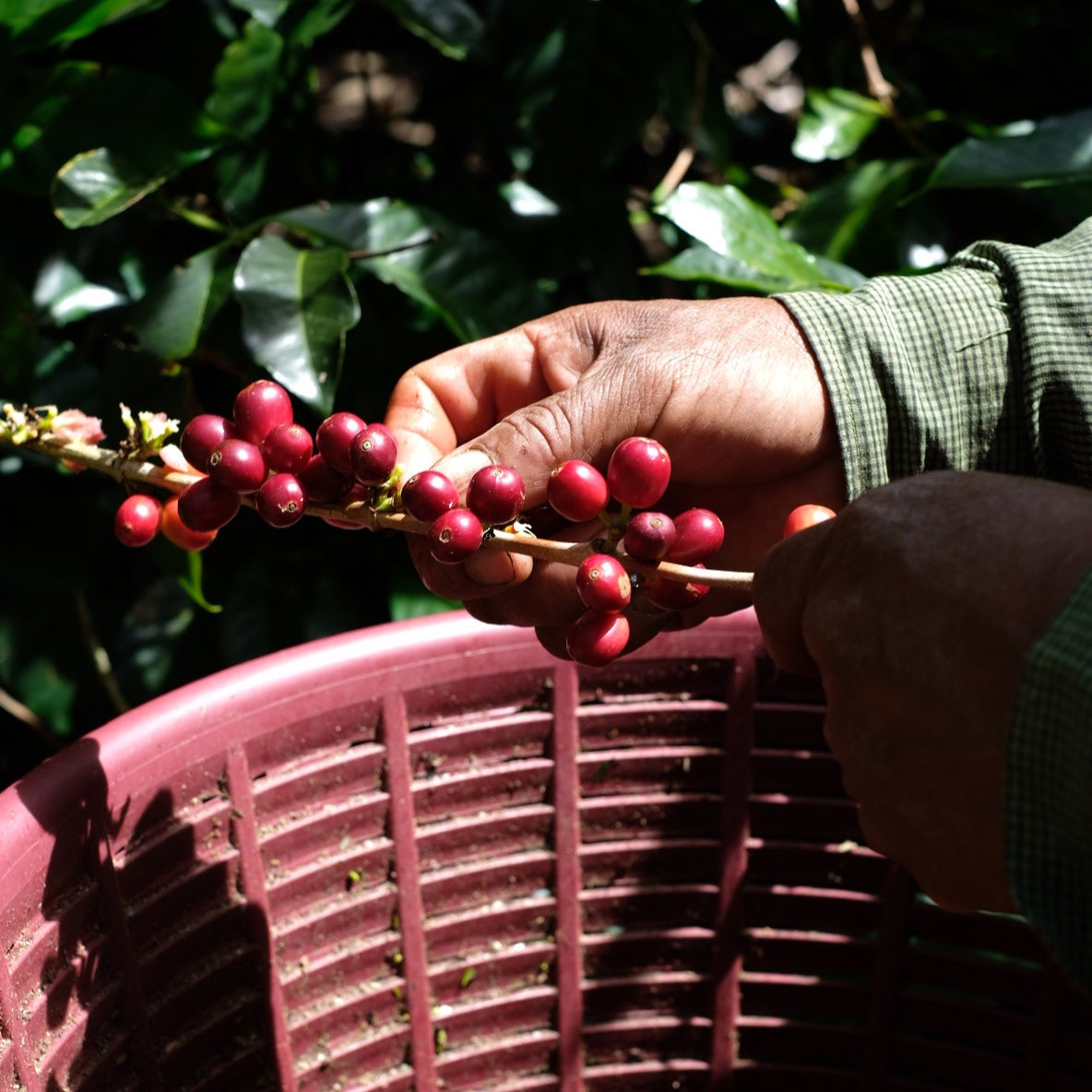 HACIENDA LA ESMERALDA GESHA
