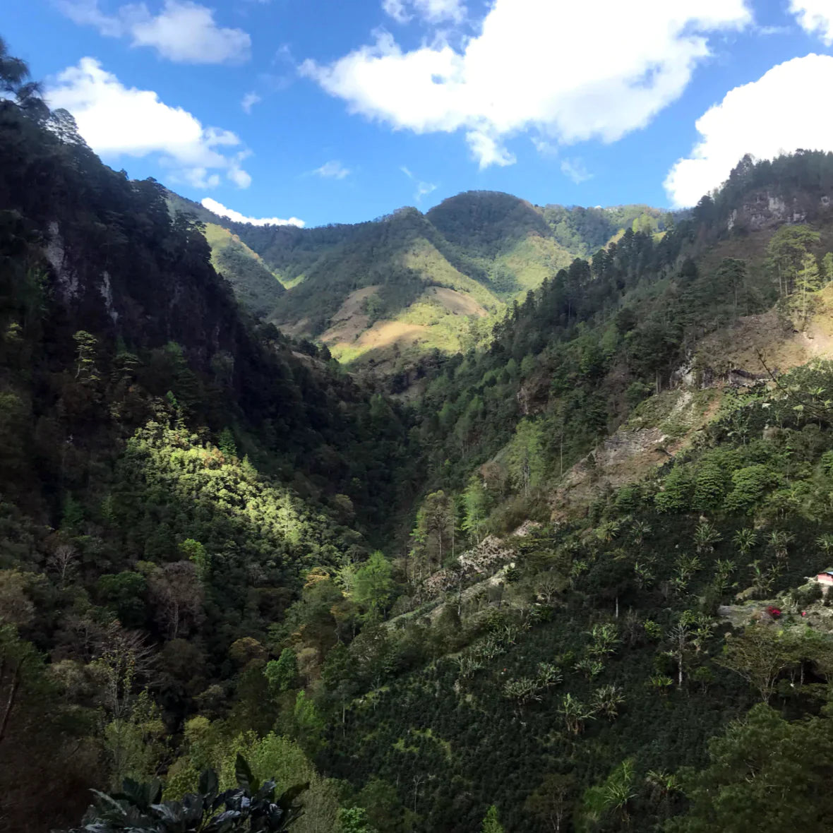 A coffee farm in intibuca, Honduras - LA ARADA