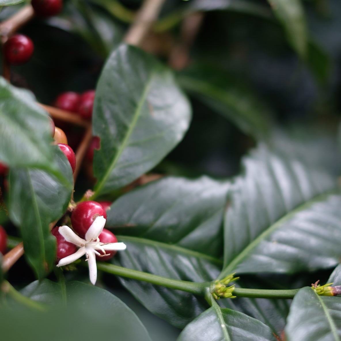 HACIENDA LA ESMERALDA GESHA