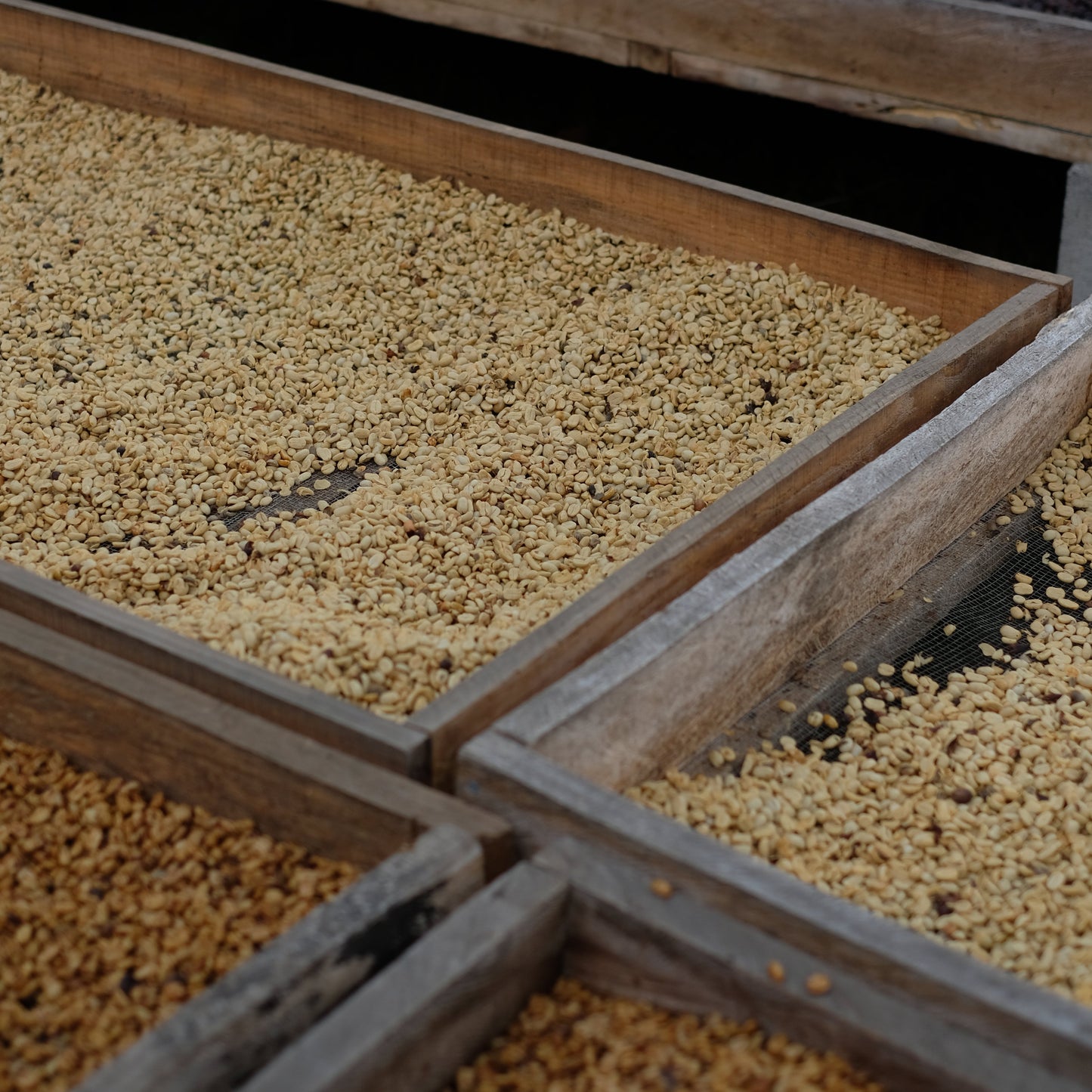 LOS PIRINEOS BOURBON