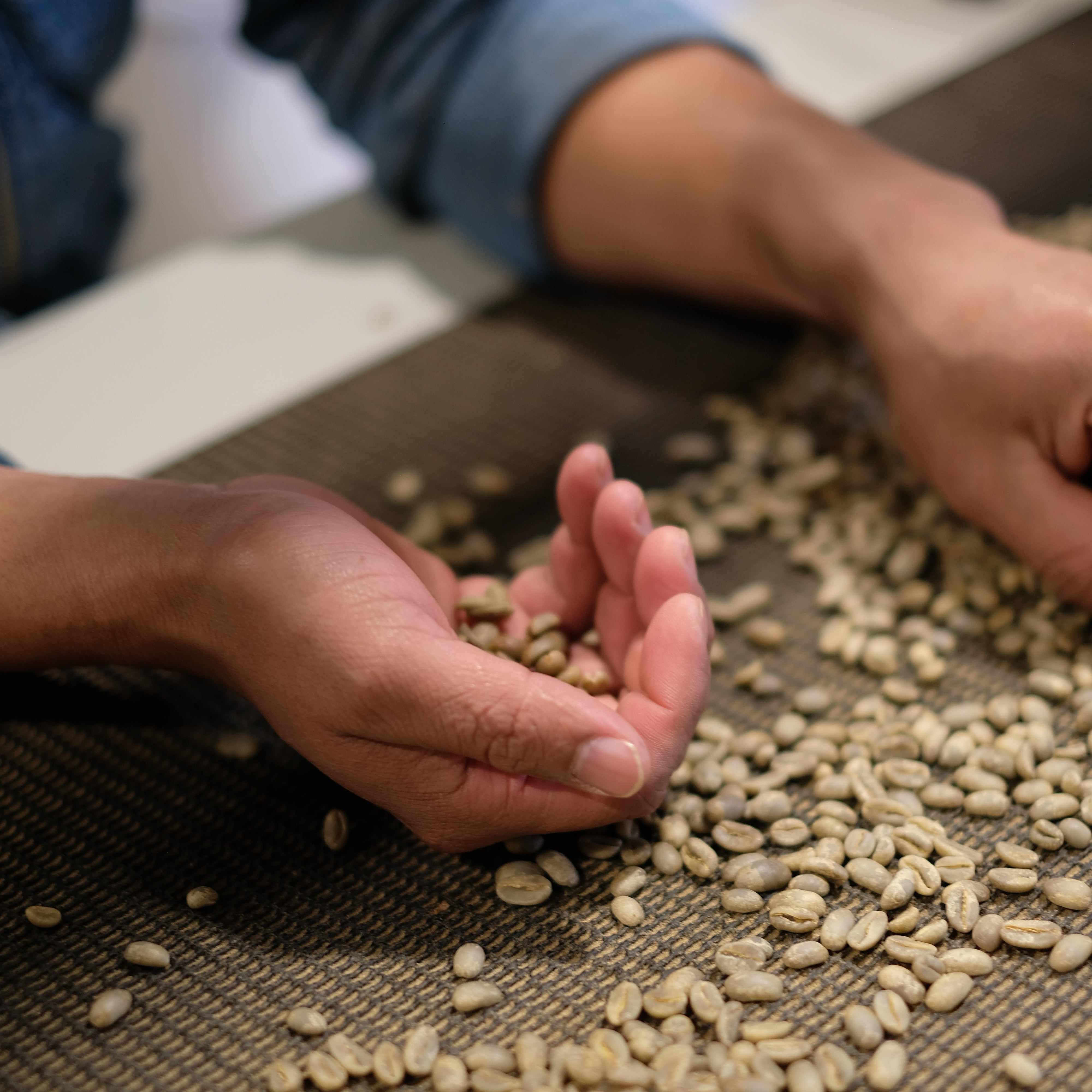 Person holding coffee beans over a pile of coffee beans