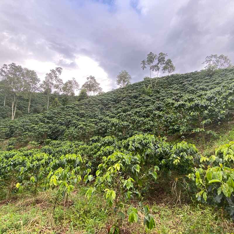 Coffee plantation with green coffee trees under a cloudy sky