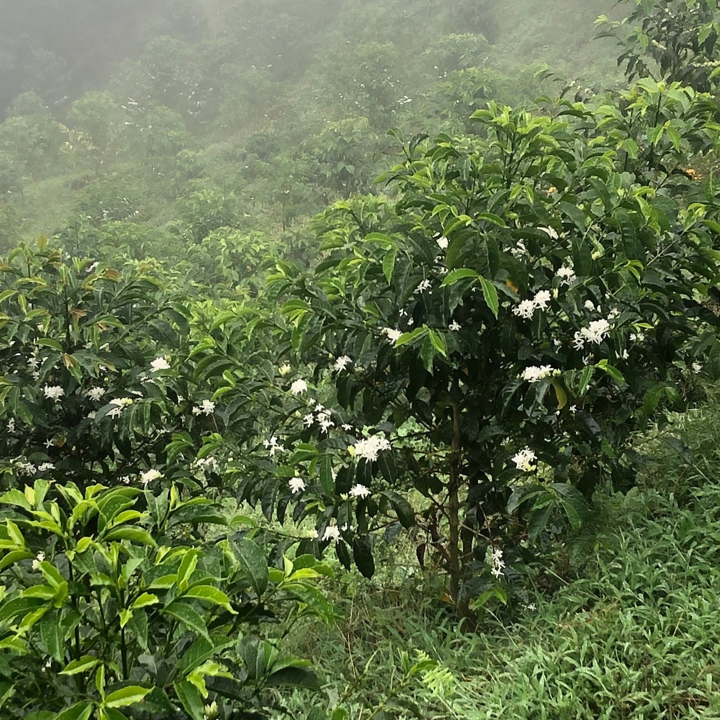 LA NEGRITA RED GESHA