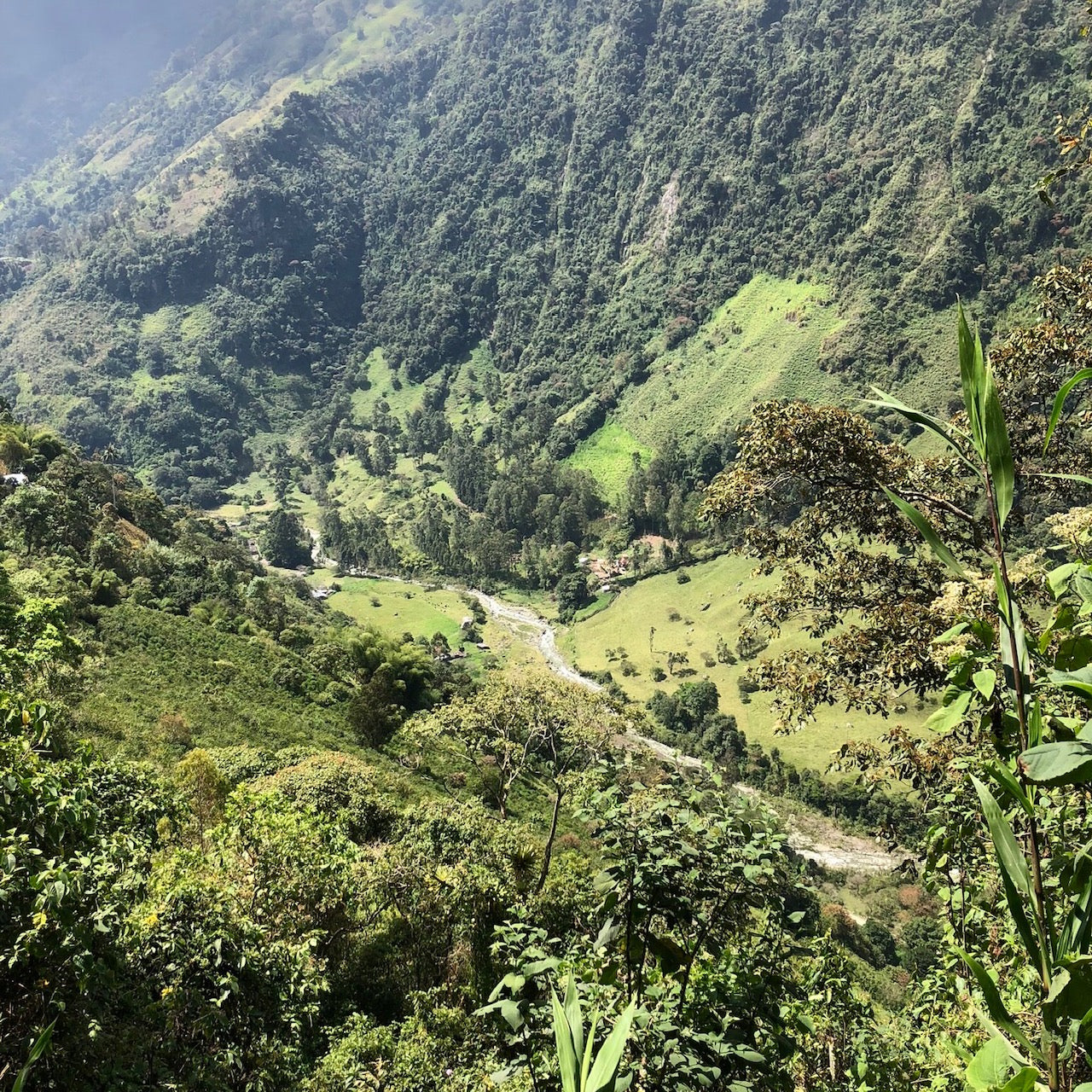 LA NEGRITA RED GESHA