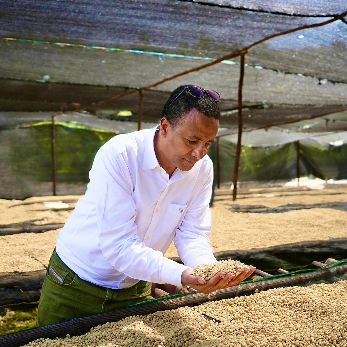 Man inspecting coffee beans under a shade structure