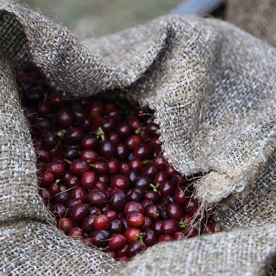 Coffee cherries