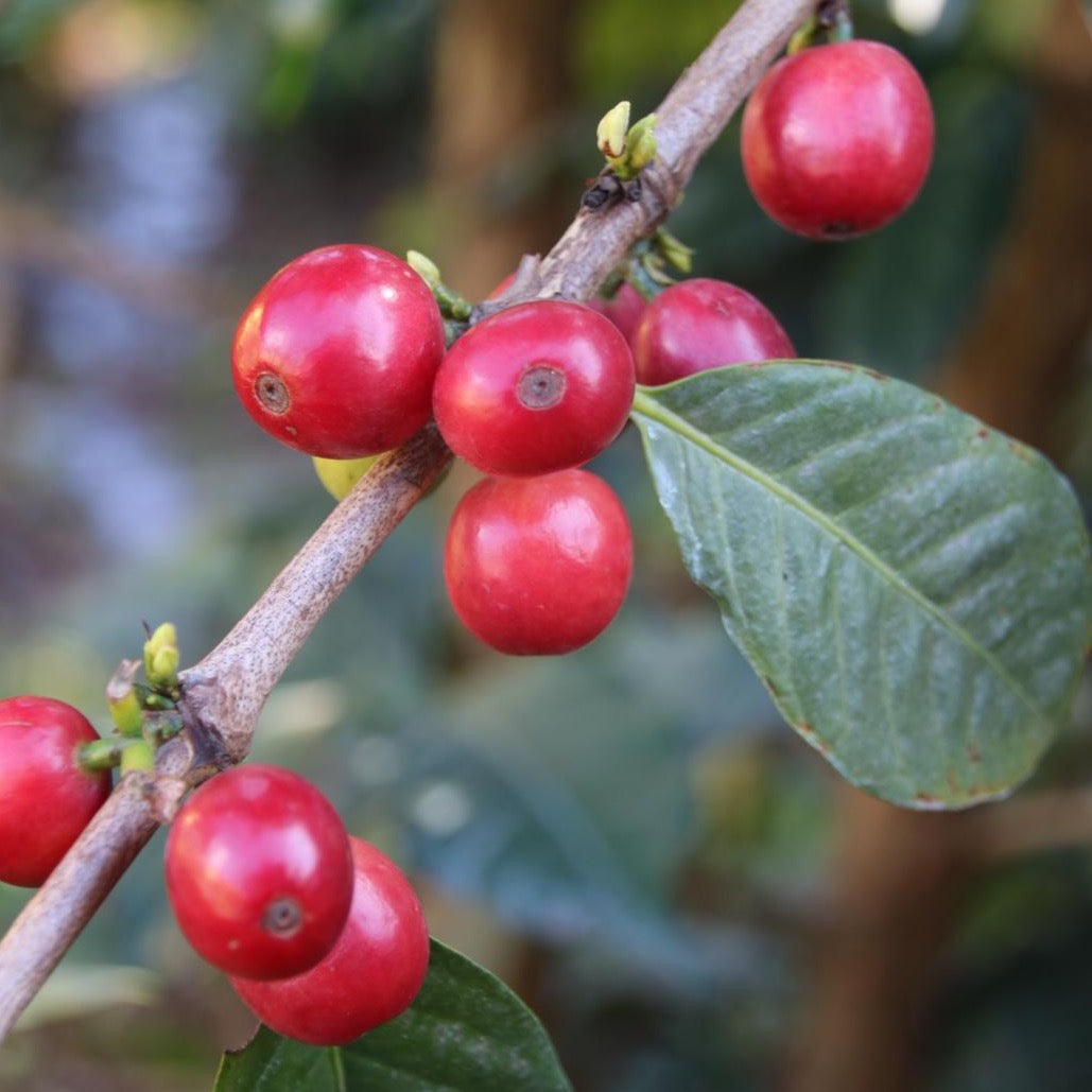 Ripe coffee cherries in Kenya
