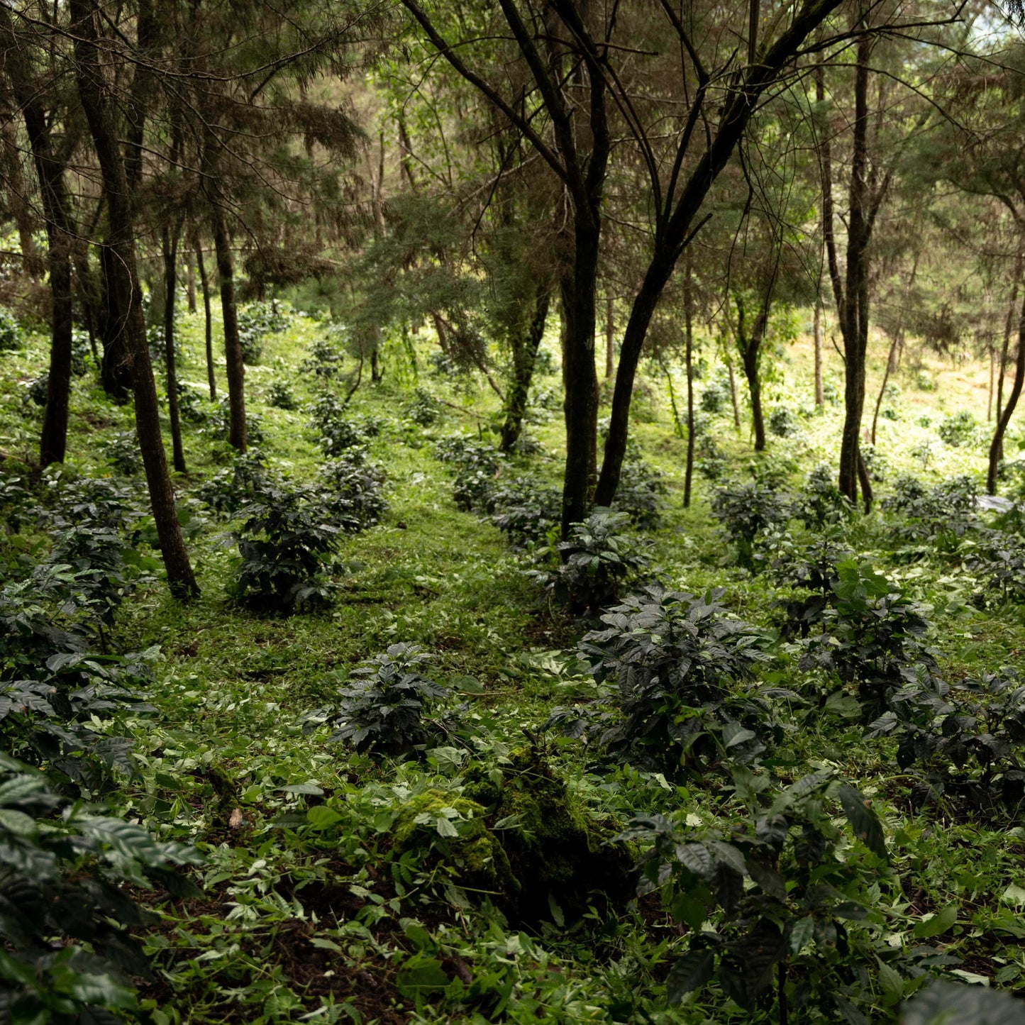 Young coffee plants at Finca Gascon