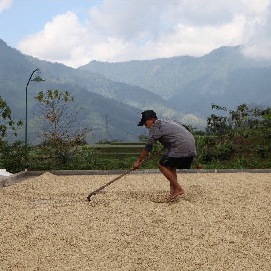 RADIOPHARE (4480339181648)