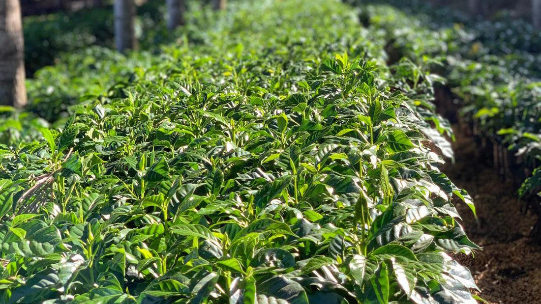 Farm Visit: Los Pirineos, El Salvador