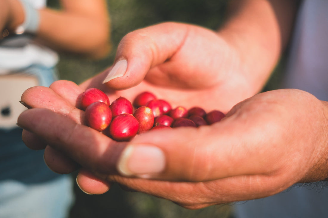 The Art of Experiencing Coffee