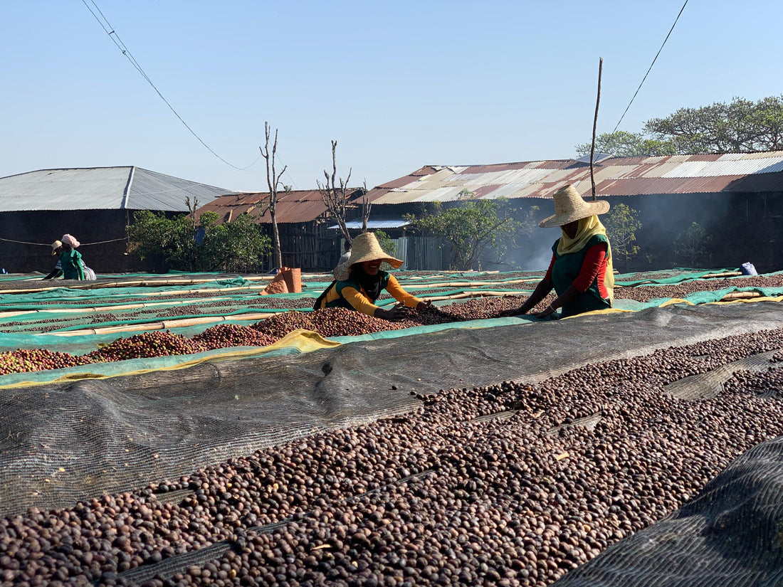 Ethiopian Season 2019 - THE BARN Coffee Roasters Berlin