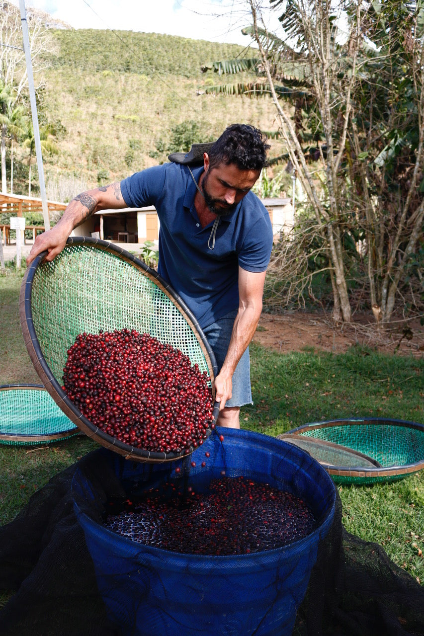 Guy dropping some red cherries in a bucket with water