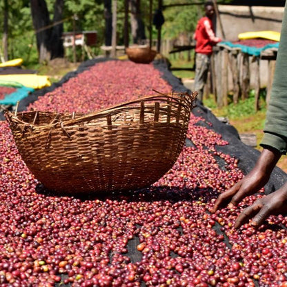 Drying and sorting coffee at Banko Gotiti