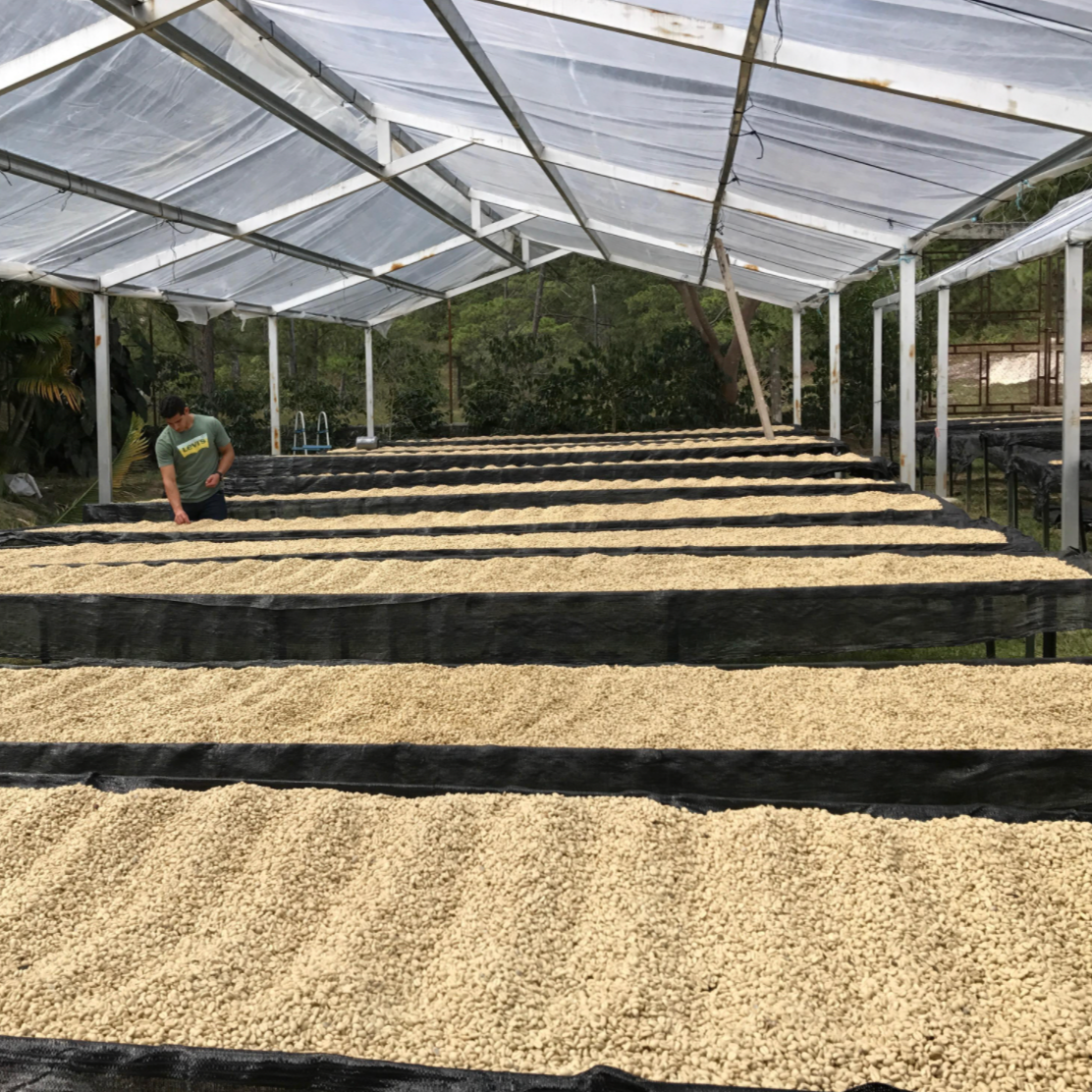 Coffee drying beds at Caballero