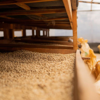 FINCA GASCON YEAST FERMENTATION