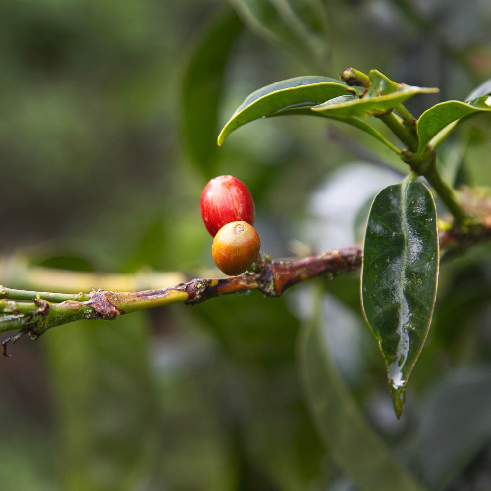 Coffee cherries ripening