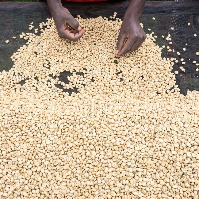 Coffee being sorted at Mbokam