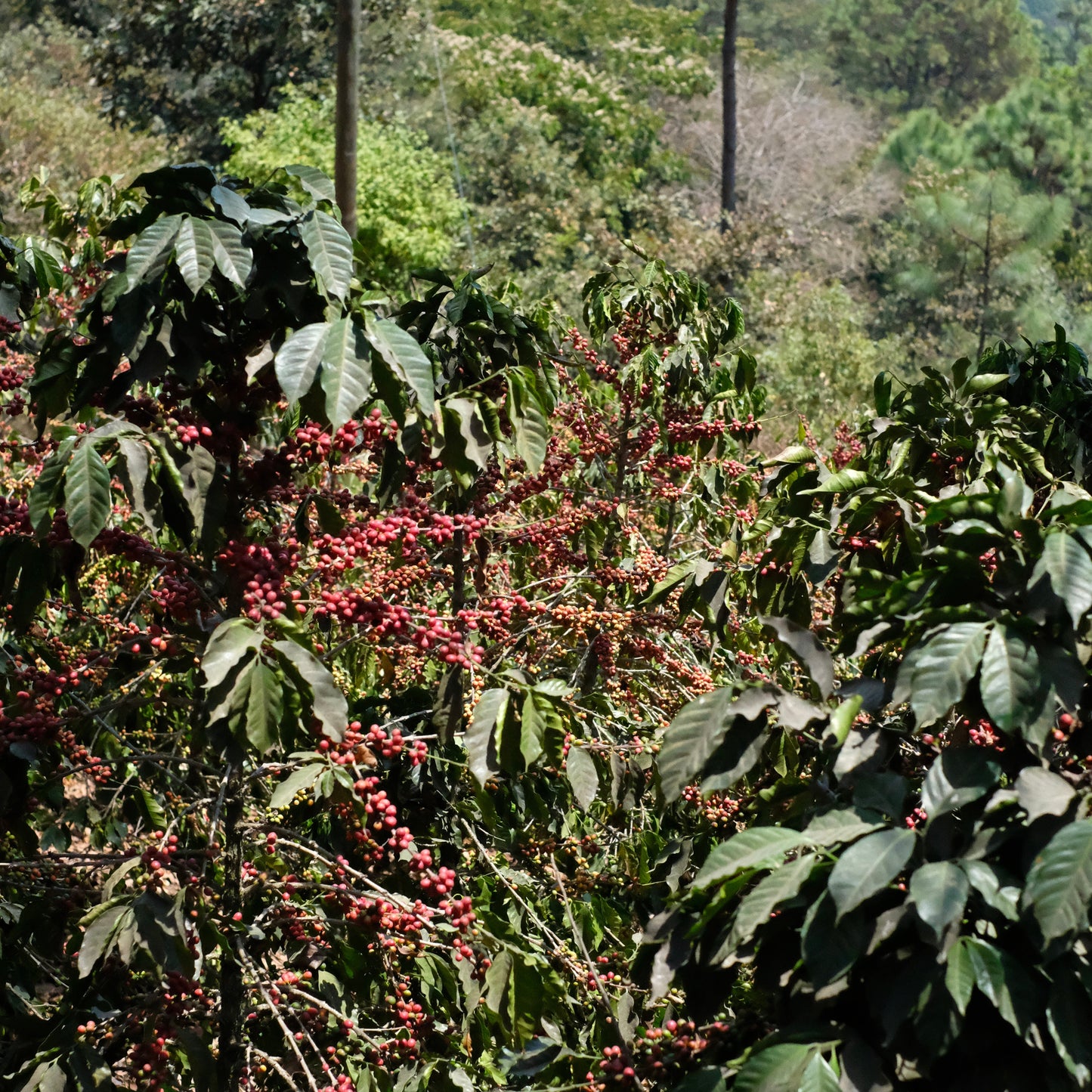 LA COLINA
