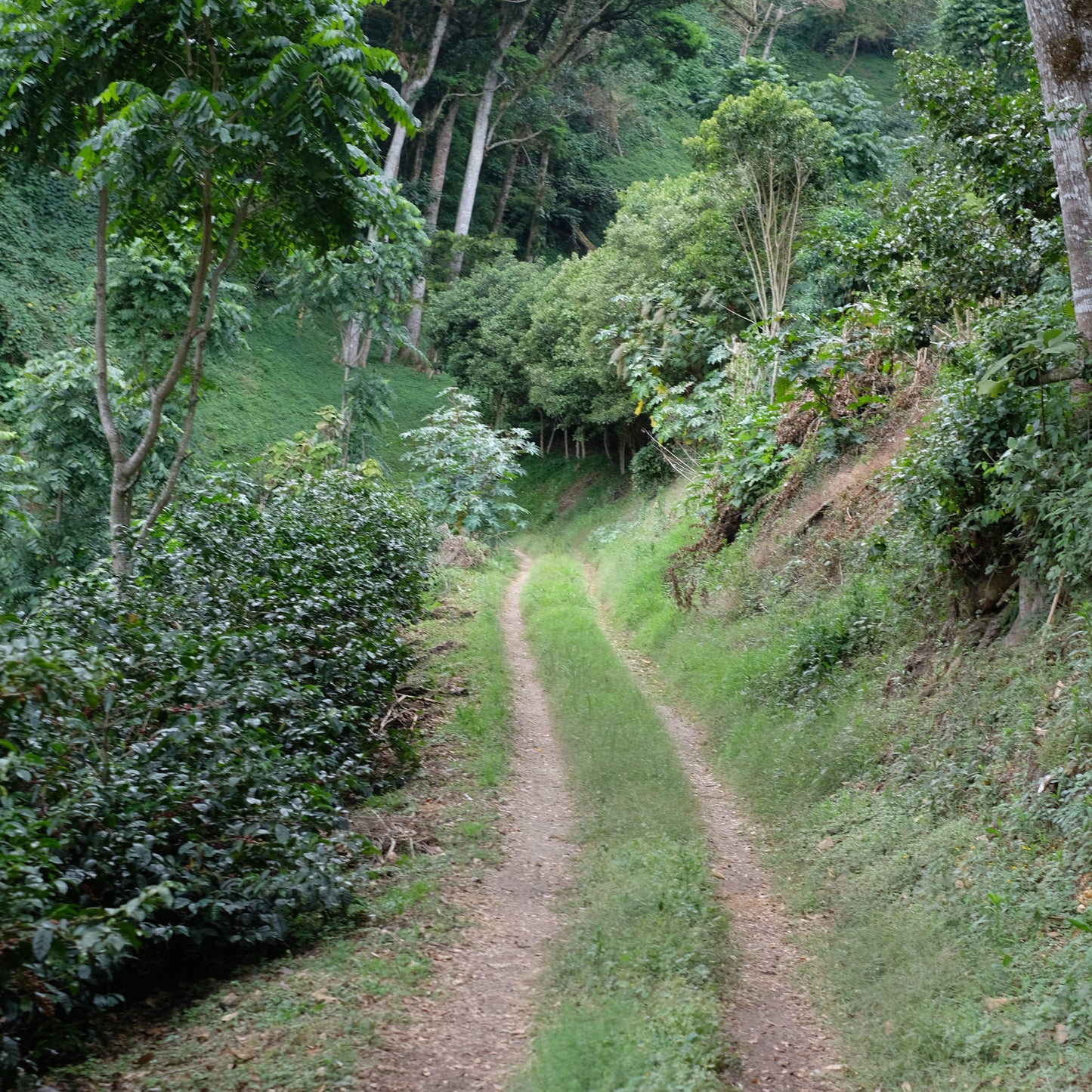 Winding dirt path through a dense forest