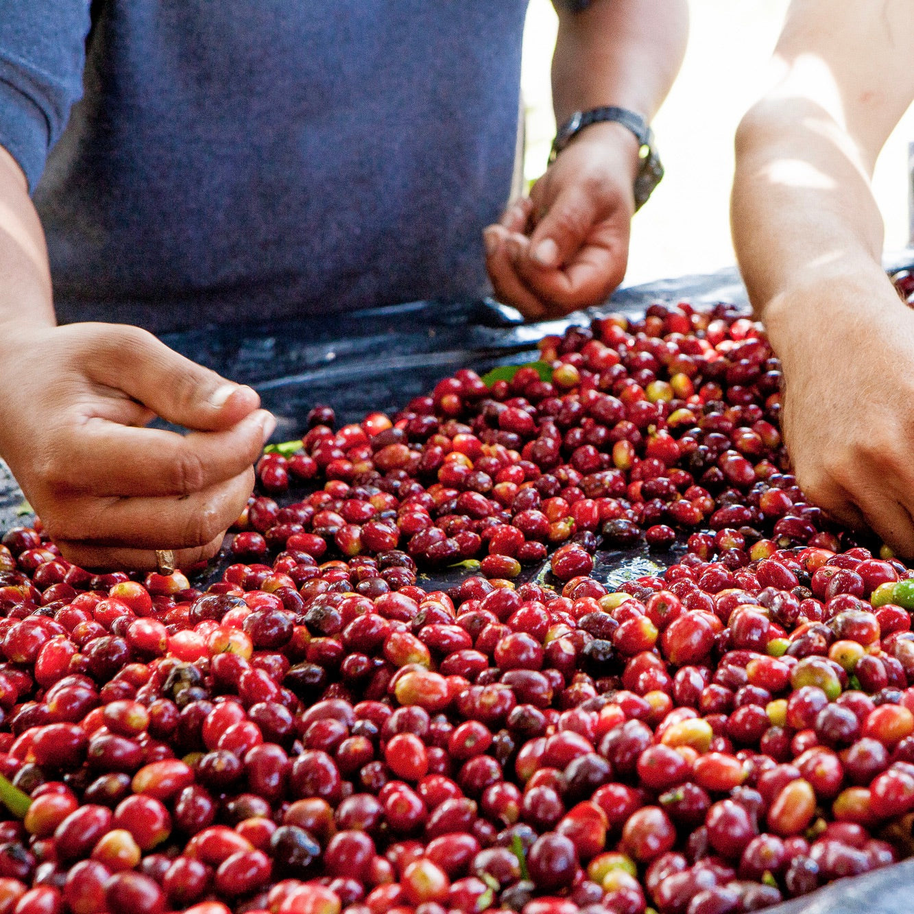 Sorting coffee cherries at El Vergel