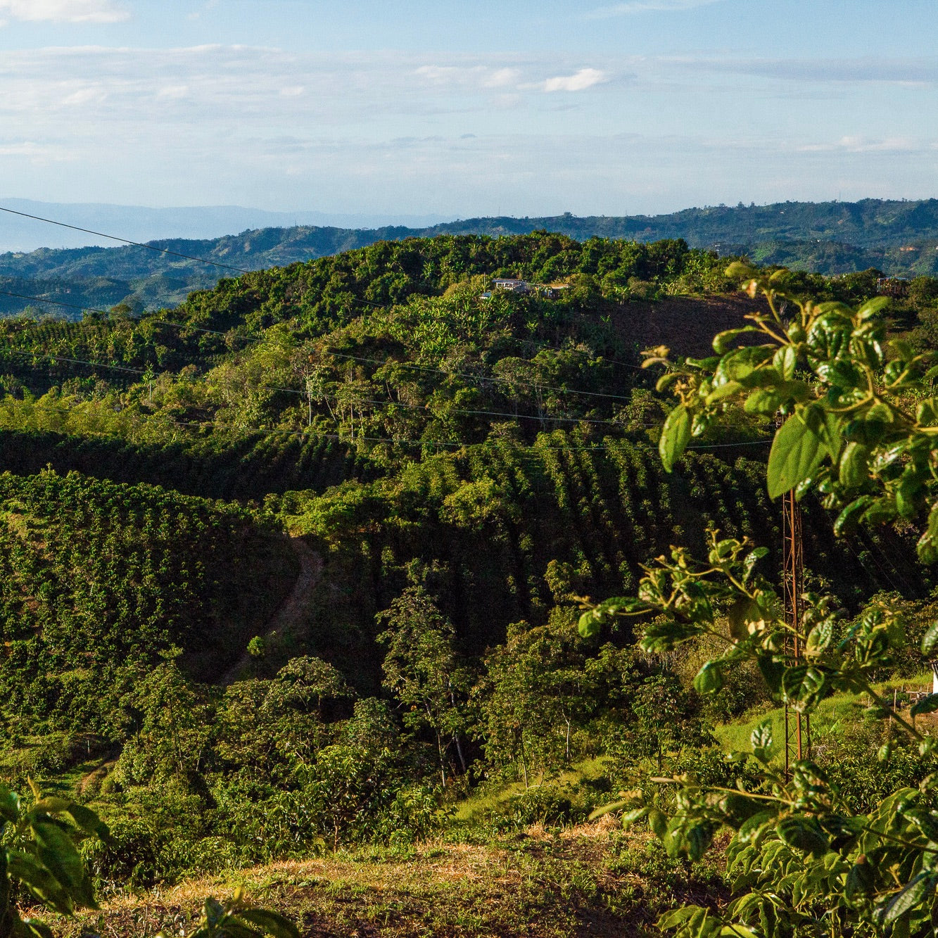 View of El Vergel coffee farm