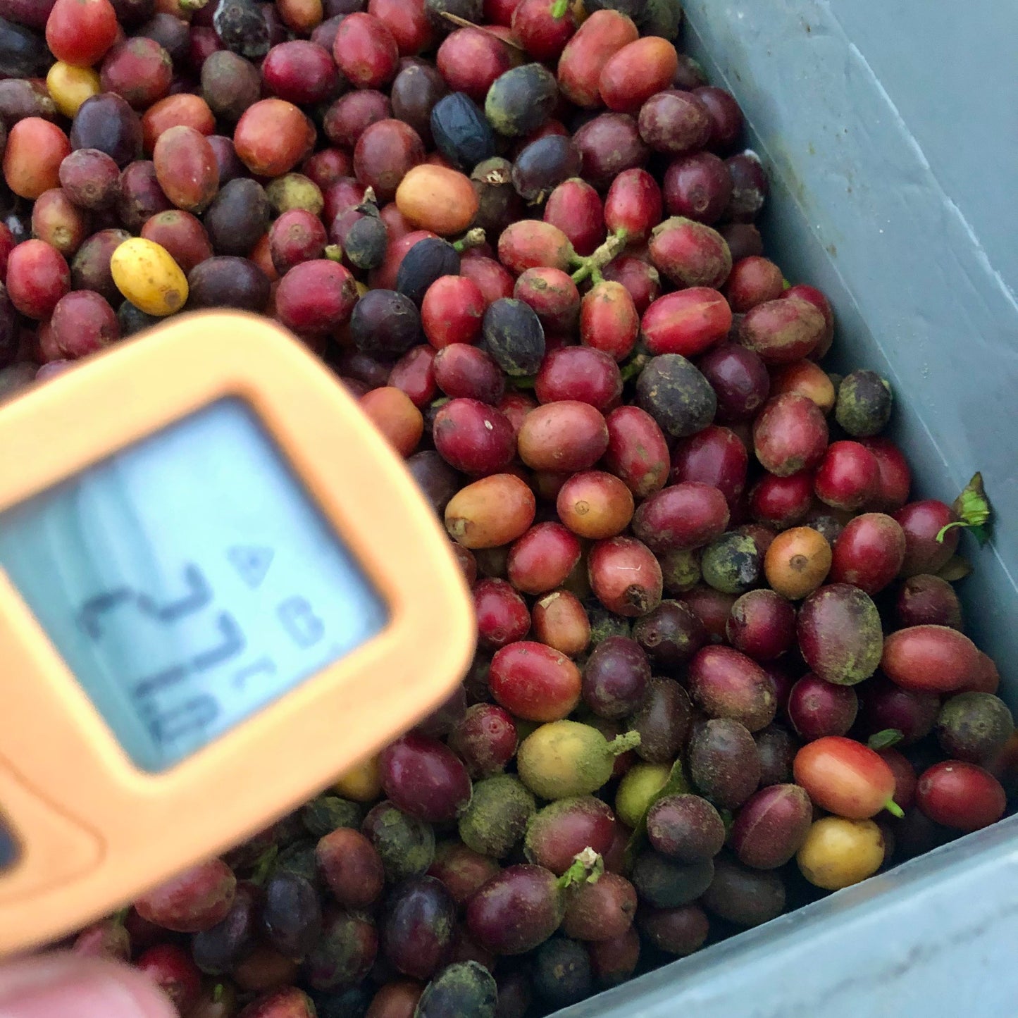 Measuring temperature of coffee during fermentation