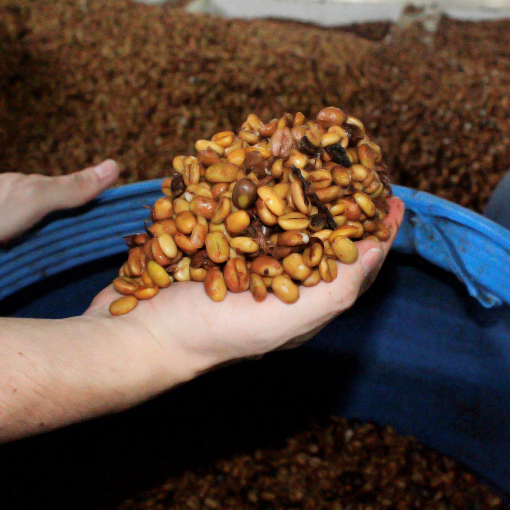 Coffee cherries during processing