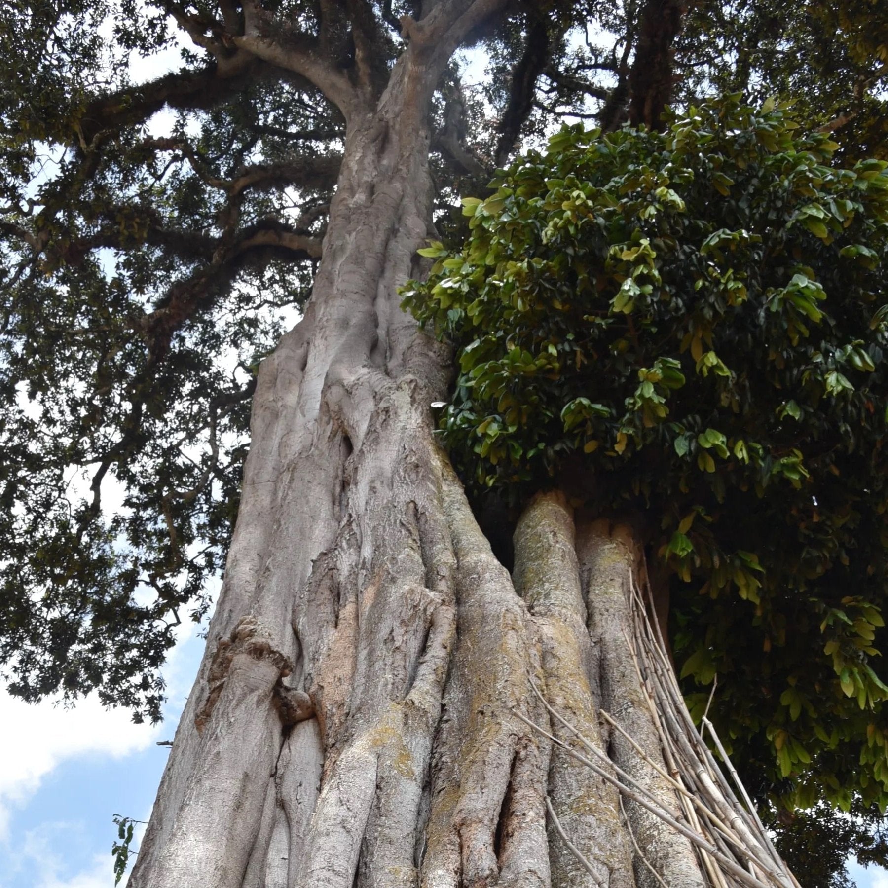 The forests around Bankp Gotiti