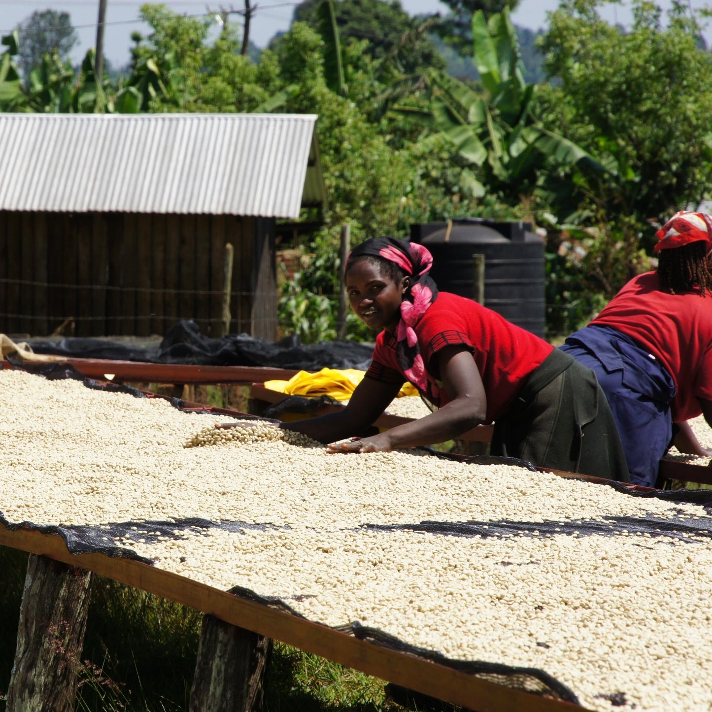 Coffee Sorting in Kenya