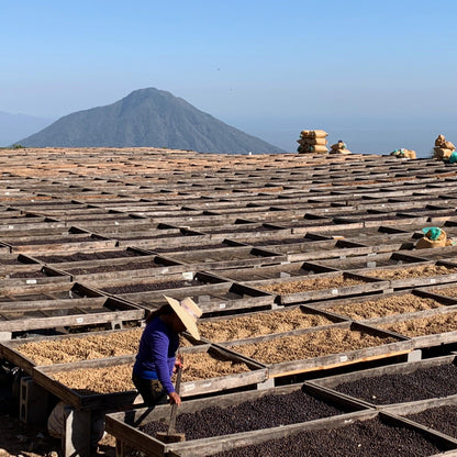 Coffee beans drying at Los Pirineos