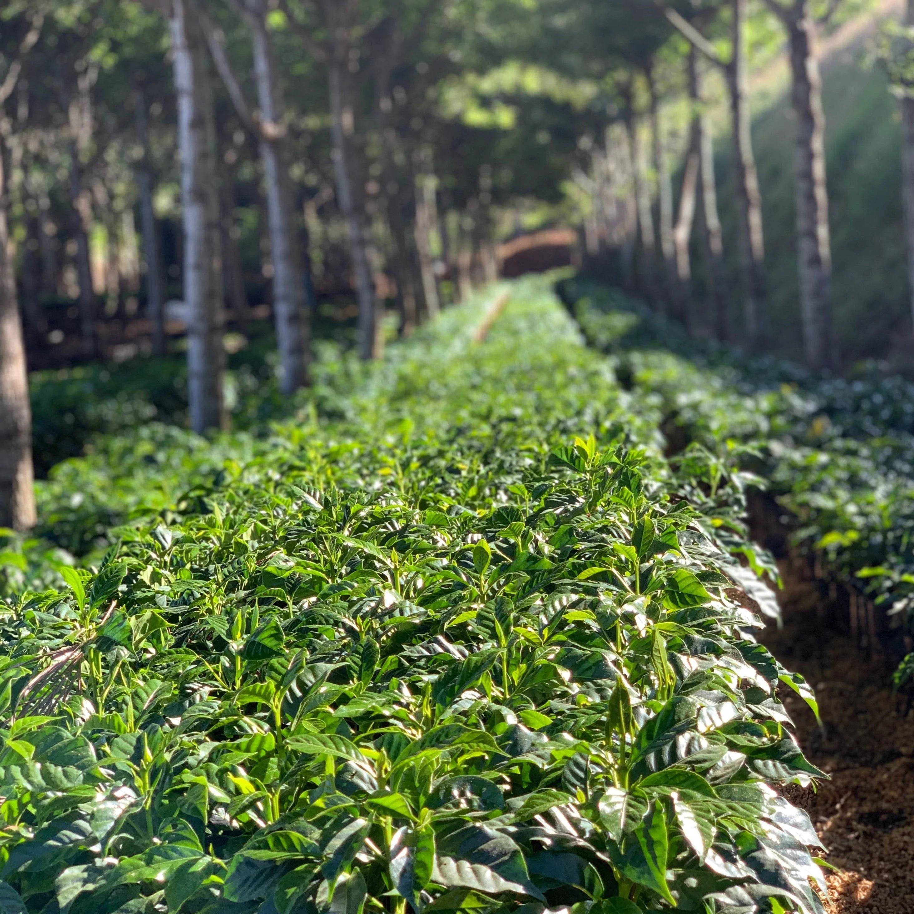 The garden of coffee varietals at Los Pirineos