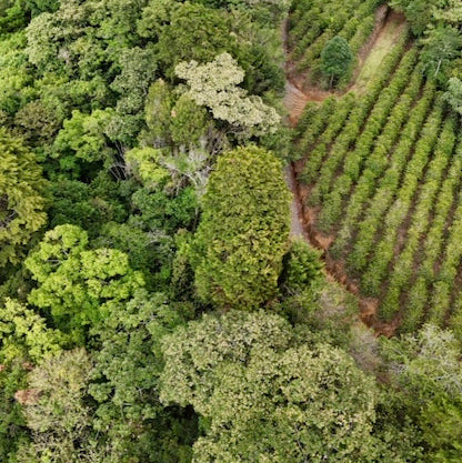 COSTA RICA TWIN BOX