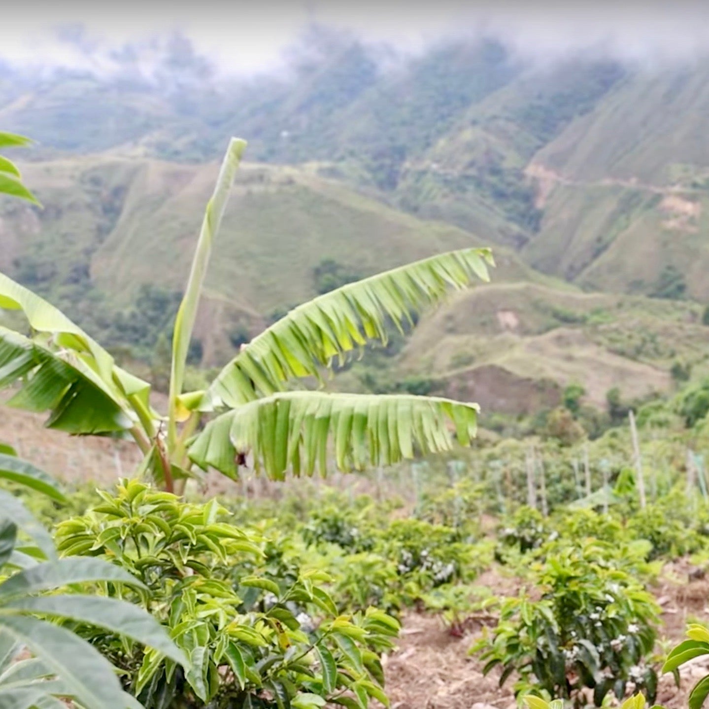 Coffee plants growing at Finca Juan Martin