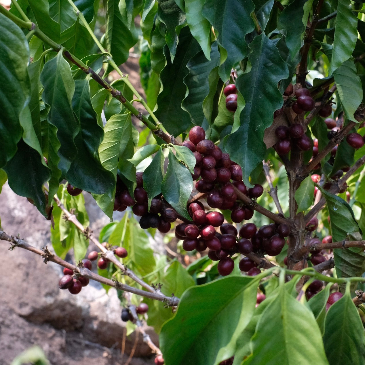 Deep red coffee cherries growing at La Colina