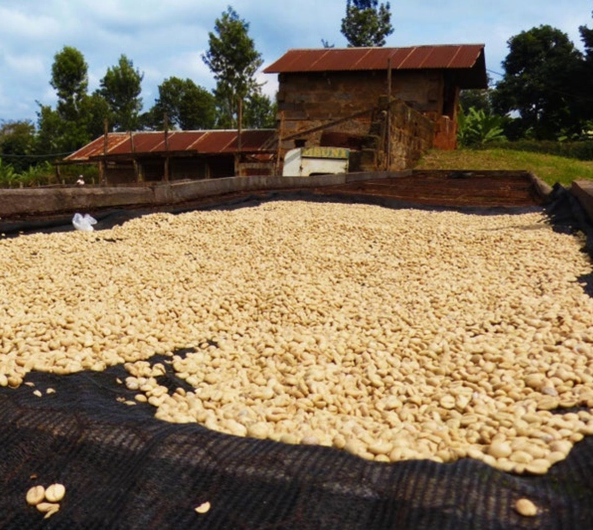 Washed coffee beans drying on raised beds