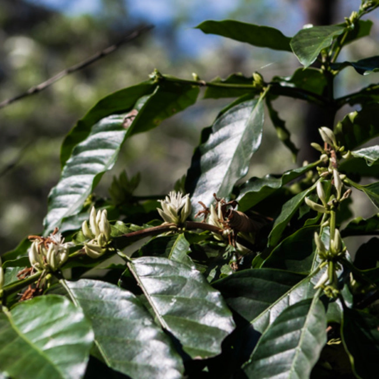 Coffee blossom at La Cumbre