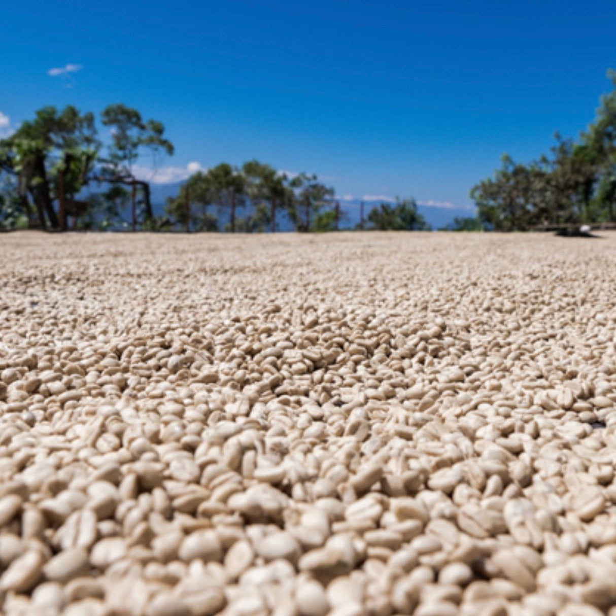 Washed coffee drying at La Cumbre