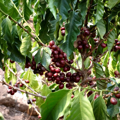 Coffee cherries at La Colina