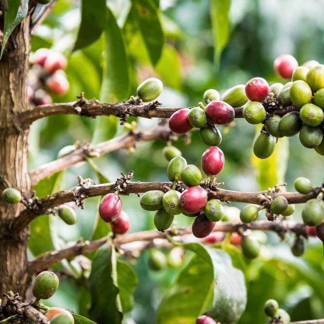 Coffee cherries on the branch in Kenya
