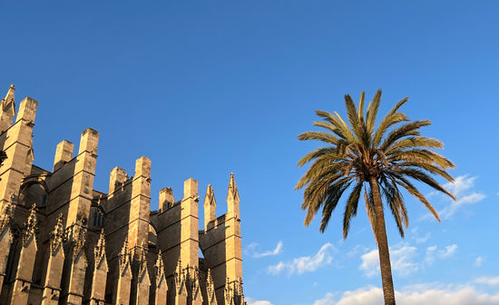 Mallorca landscape, cathedral and palm tree