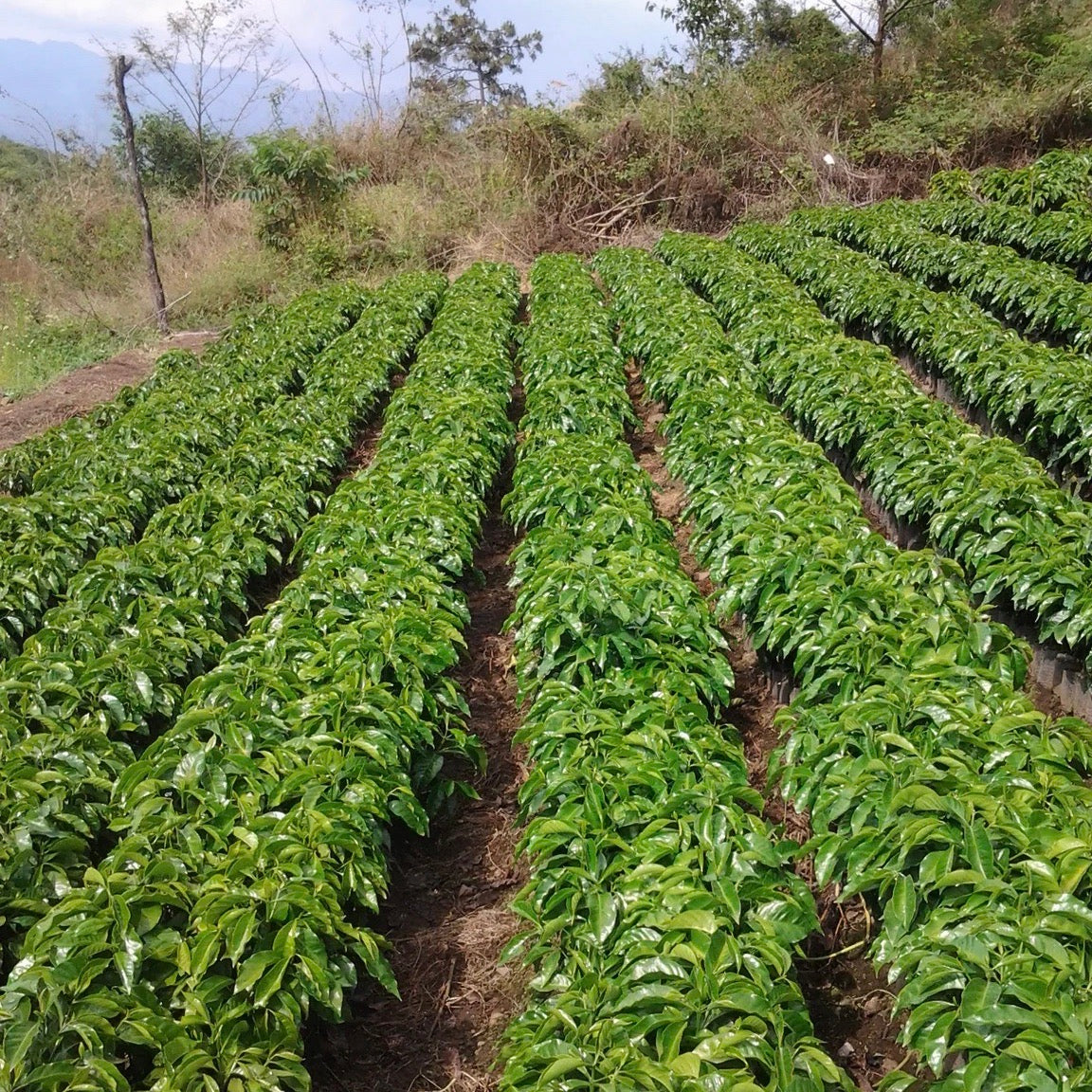 Young coffee plants at La Colina