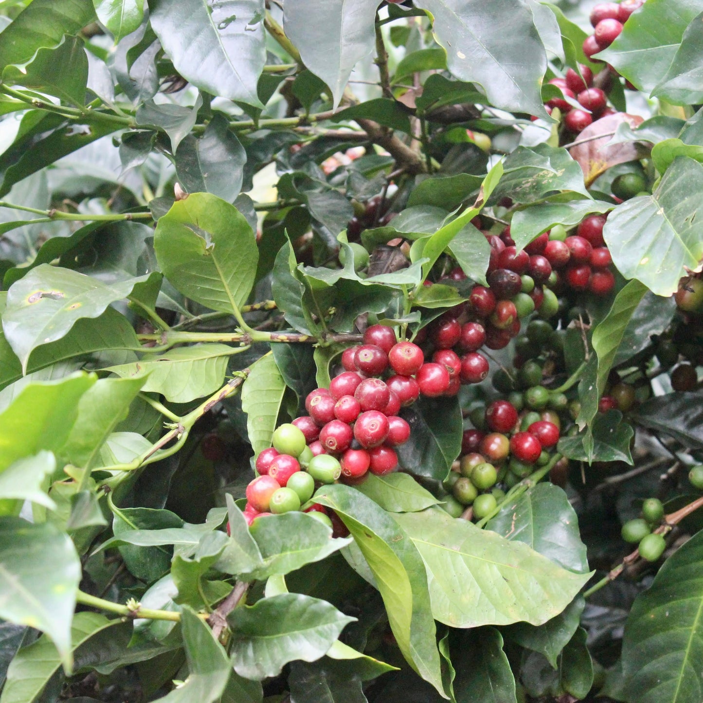 Ripening coffee cherries at La Esperanza