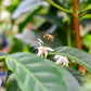 Coffee blossom with pollinator