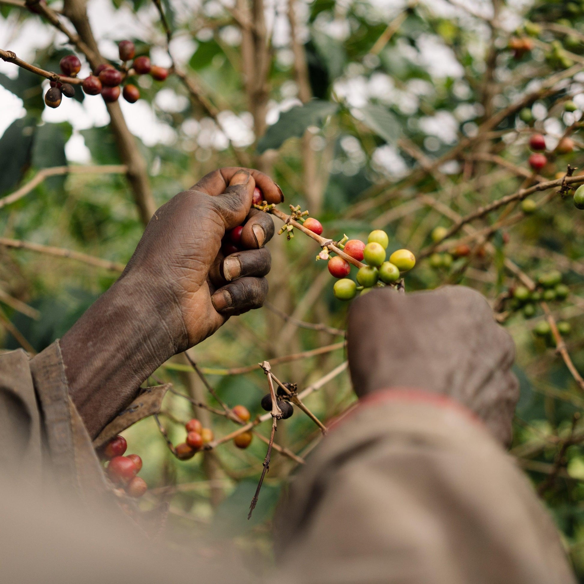 BUMBA HILL LOT 6 - THE BARN Coffee Roasters Berlin