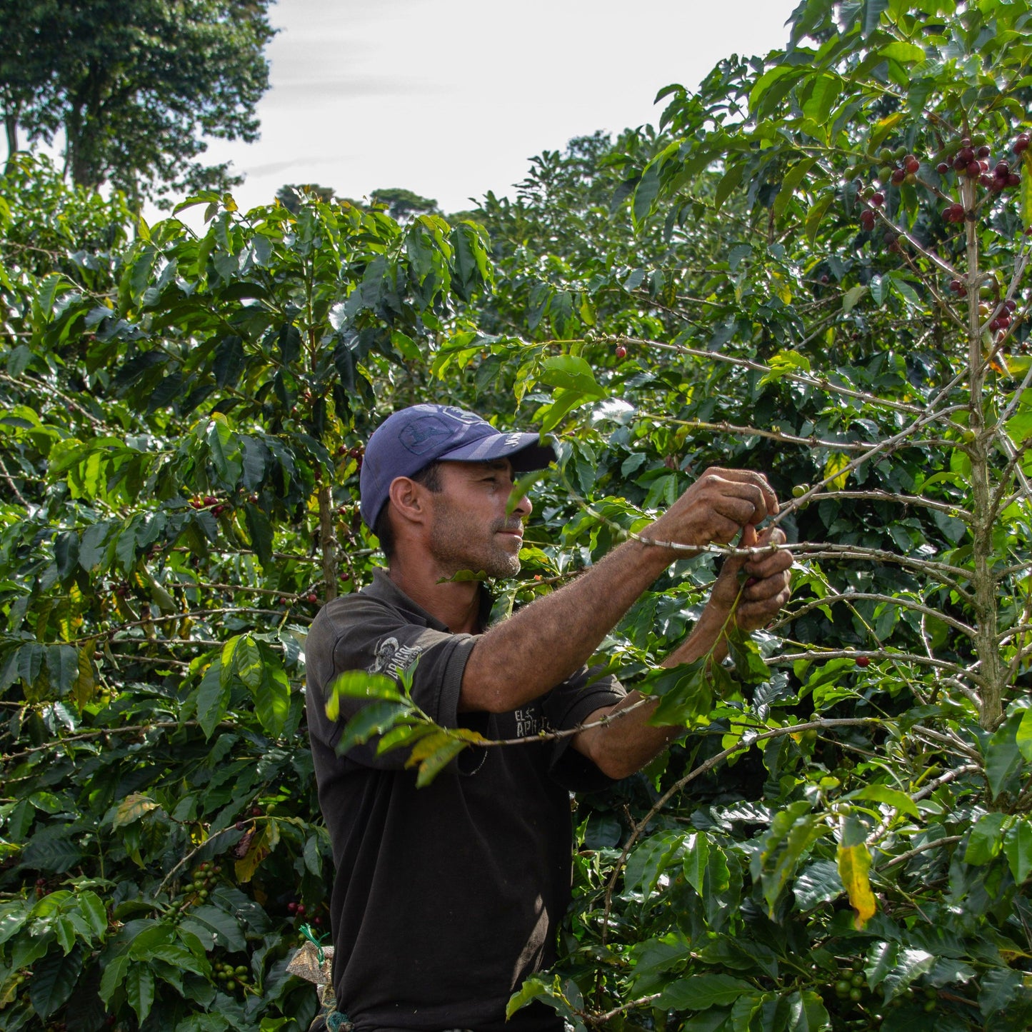 Picking beans at Casa Negra